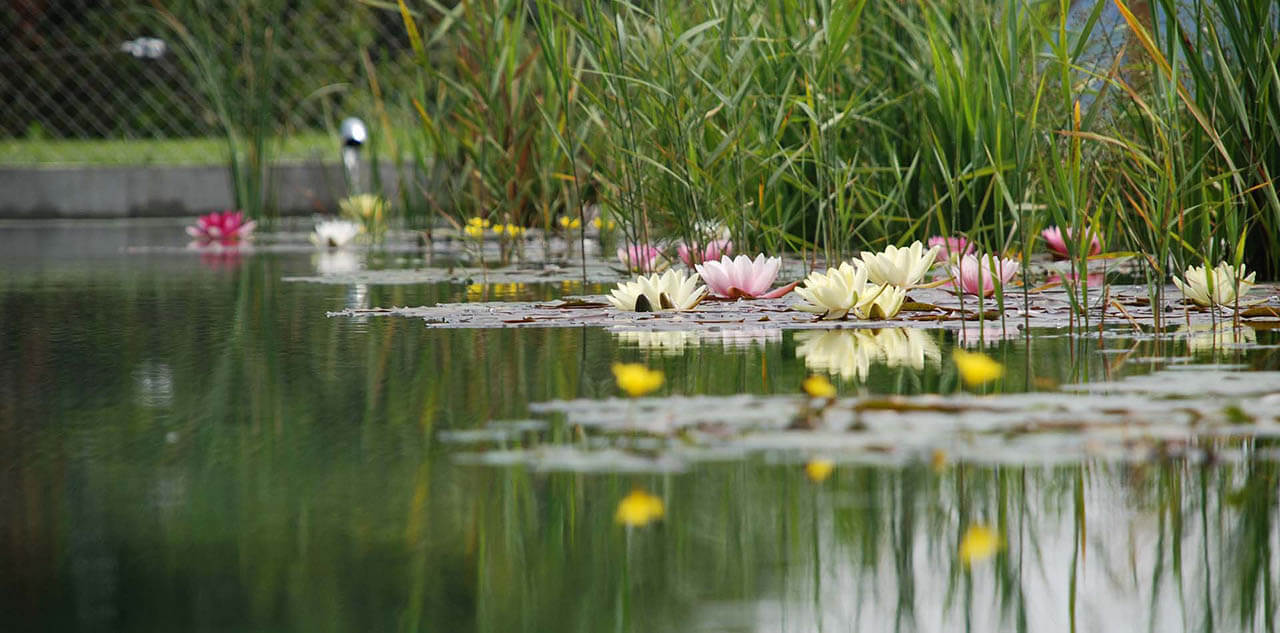 Schwimmteich Seerose Sie sehen Seerosen in einem Schwimmteich
